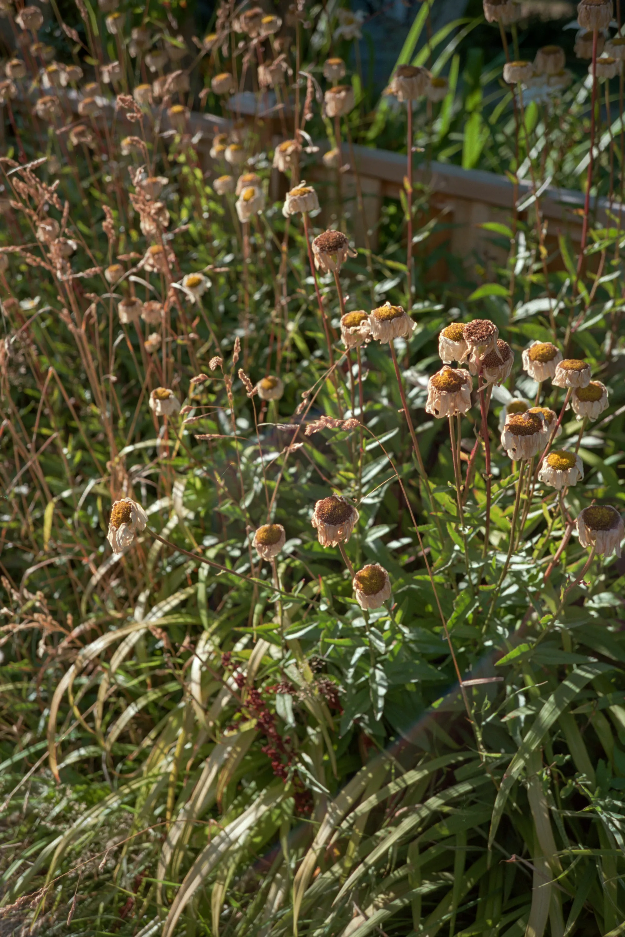 16-bit raw, converted with PPRC, auto-adjusted in Lightroom Classic — 20230821_01_32.jpg