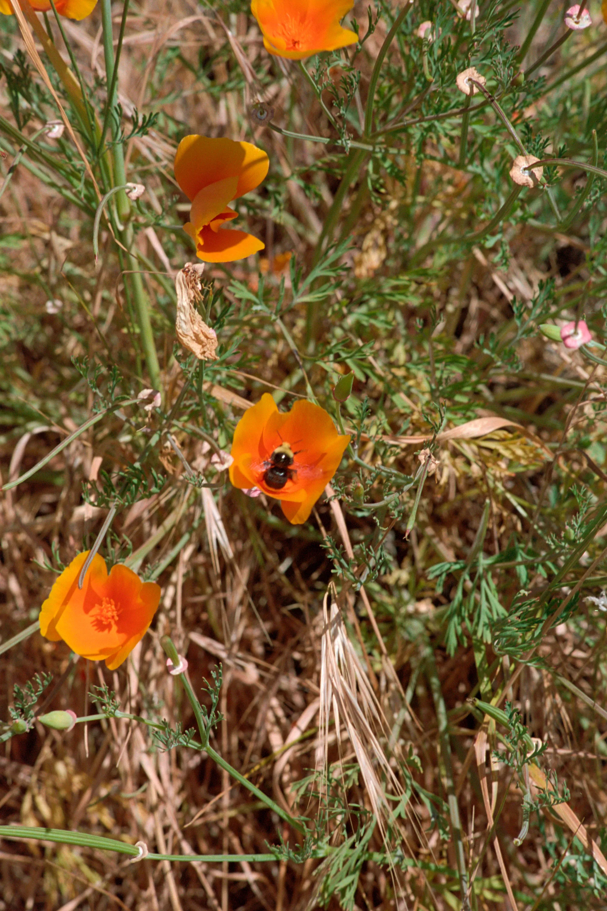 16-bit raw, converted with PPRC, auto-adjusted in Lightroom Classic — 20230915_01_16.jpg