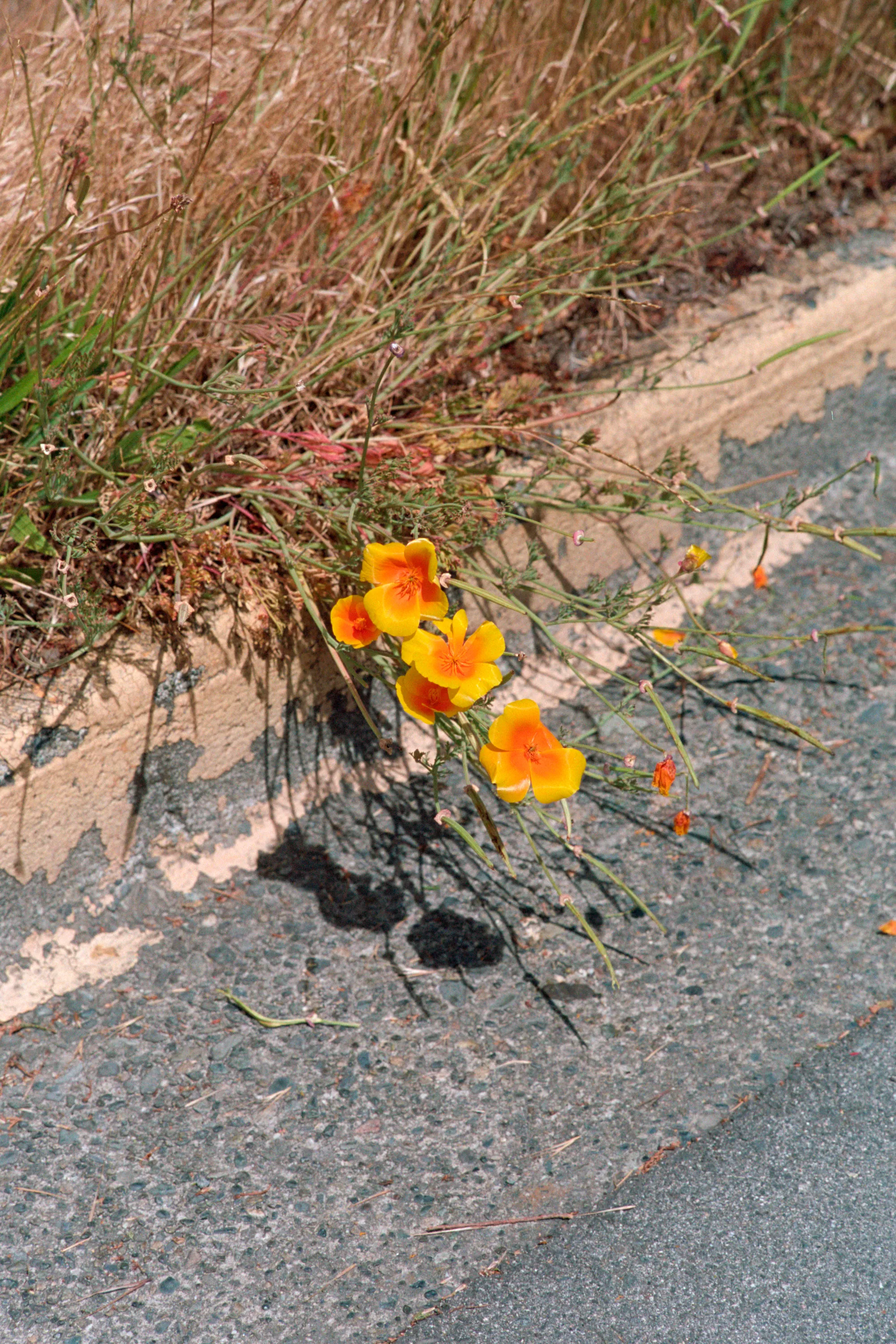 16-bit raw, converted with PPRC, auto-adjusted in Lightroom Classic — 20230915_01_21.jpg