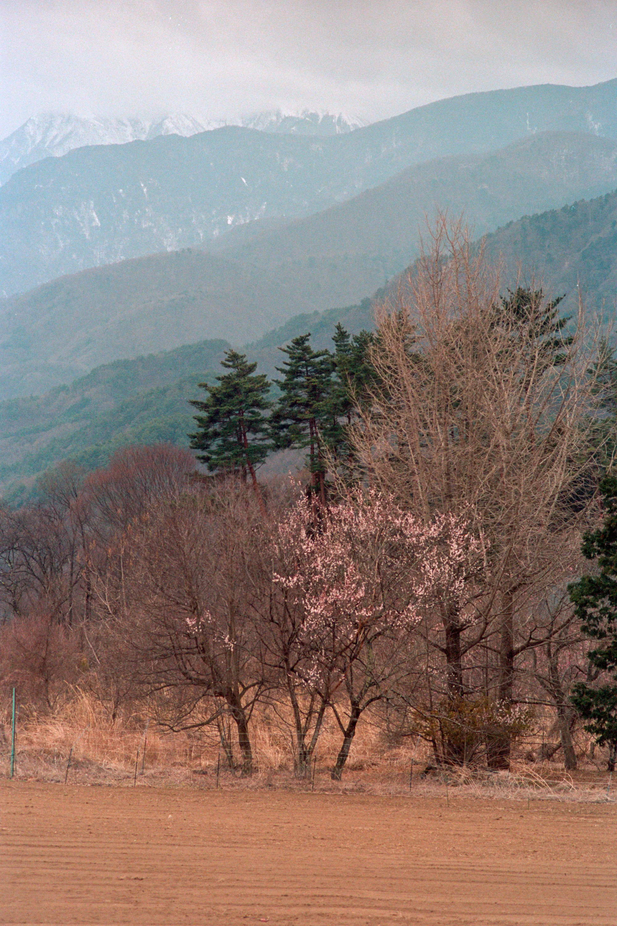 16-bit raw, converted with PPRC, auto-adjusted in Lightroom Classic — 20260326_01_03.jpg