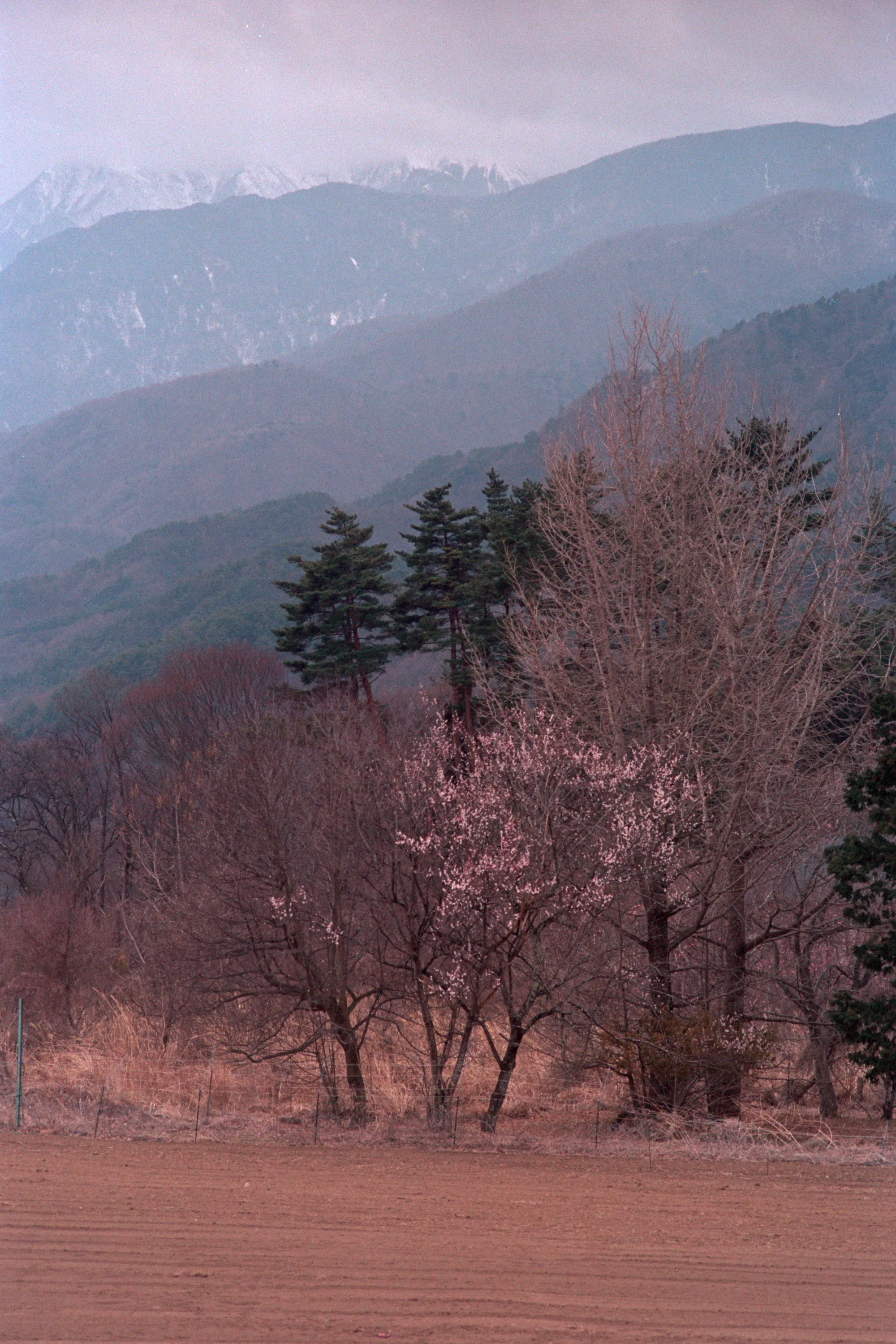 16-bit raw, converted with PPRC, straight out of each workflow — 20260326_01_03.jpg