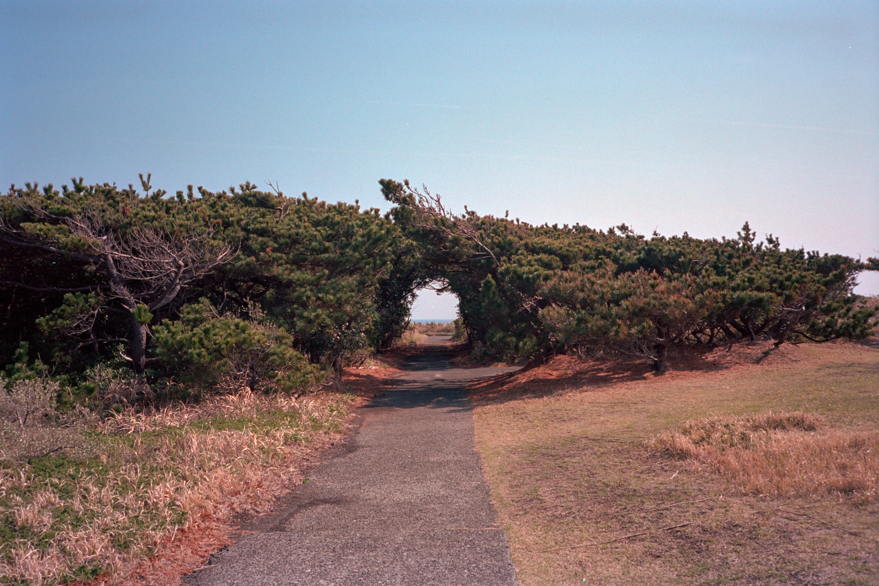 16-bit raw, converted with PPRC, auto-adjusted in Lightroom Classic — 20260329_01_15.jpg