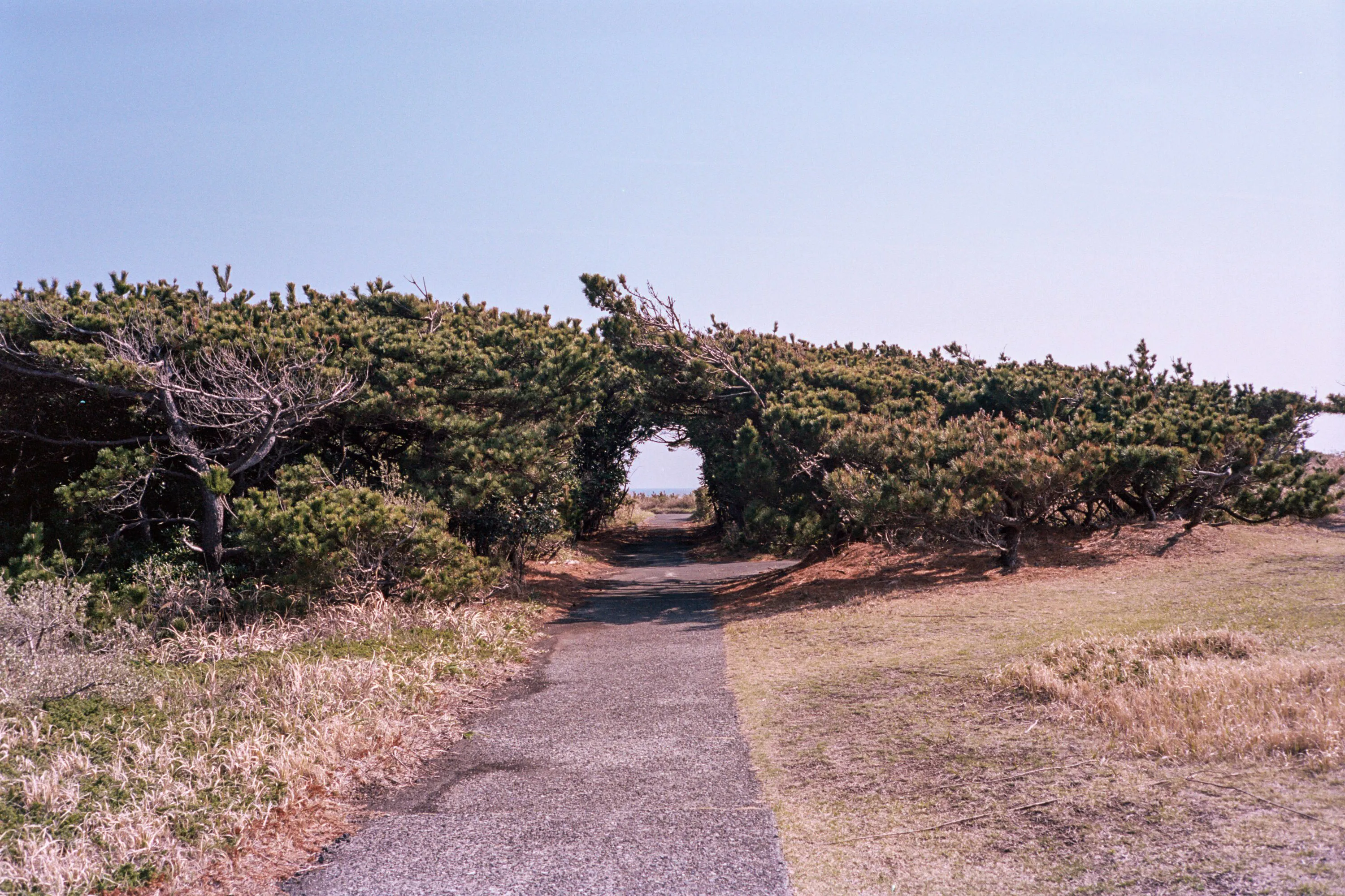 Default export from PSI/TLXCD (8-bit), auto-adjusted in Lightroom Classic — 20260329_01_15.jpg