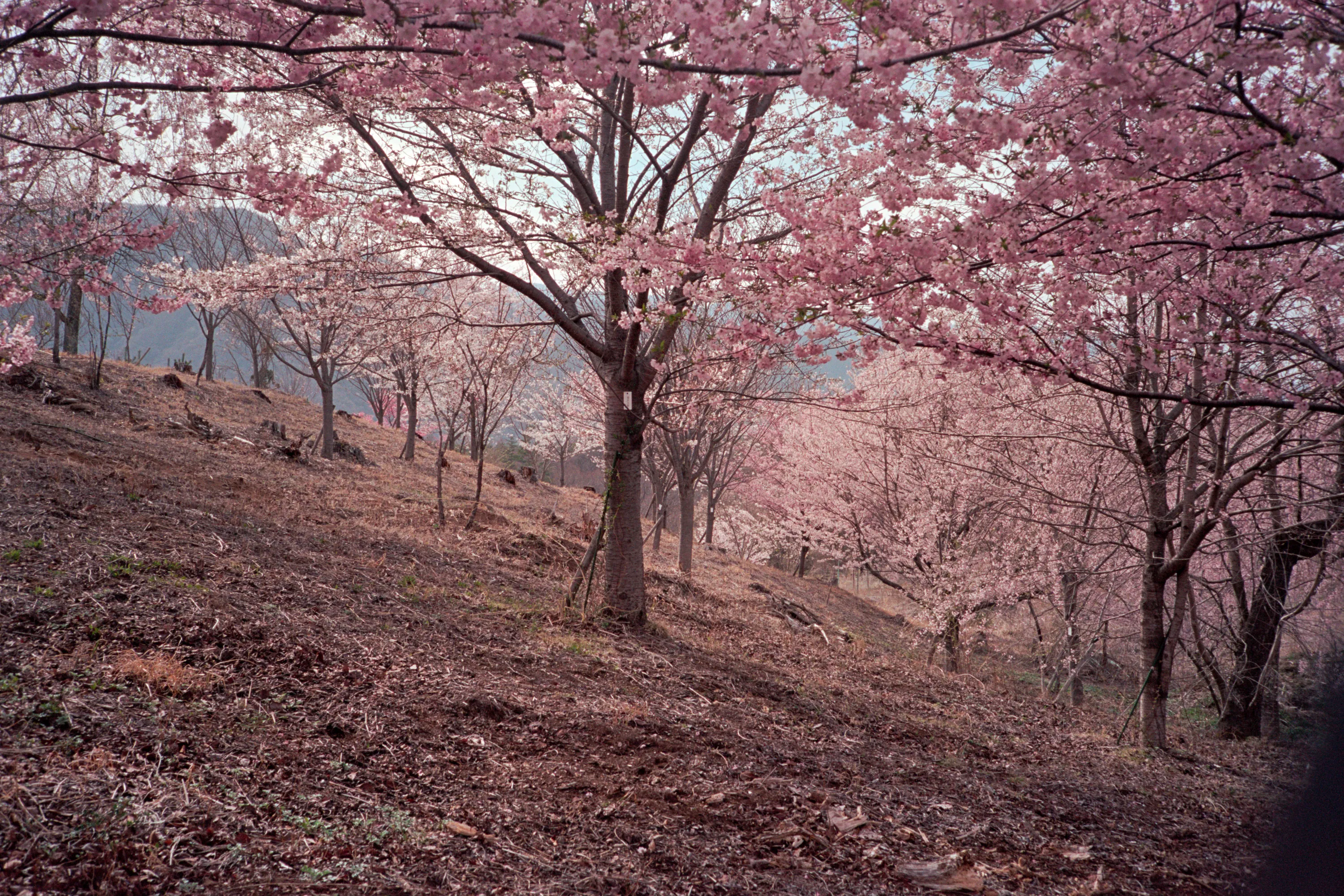 16-bit raw, converted with PPRC, auto-adjusted in Lightroom Classic — 20260406_01_30.jpg