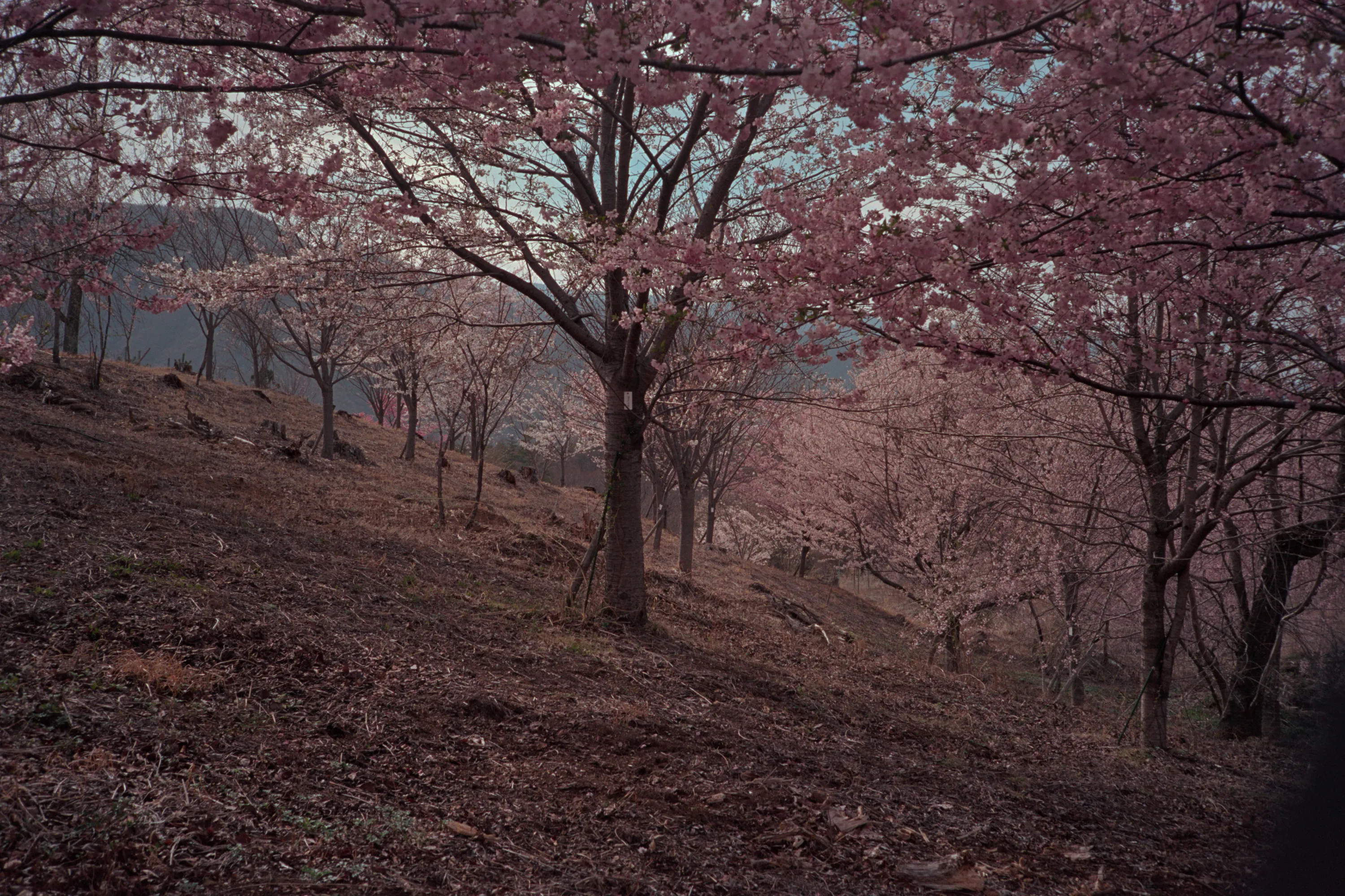 16-bit raw, converted with PPRC, straight out of each workflow — 20260406_01_30.jpg