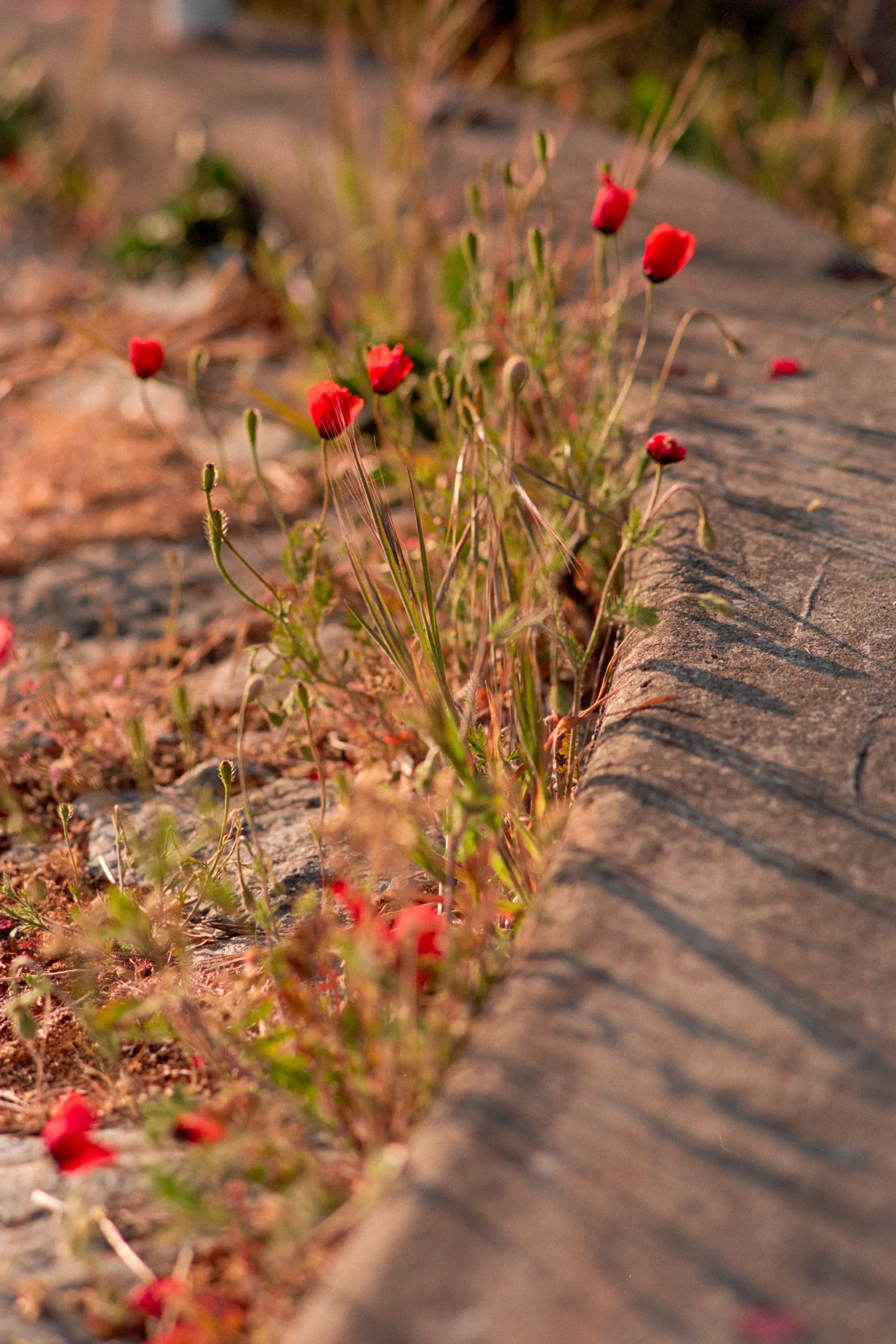 16-bit raw, converted with PPRC, auto-adjusted in Lightroom Classic — 20260520_01_32.jpg