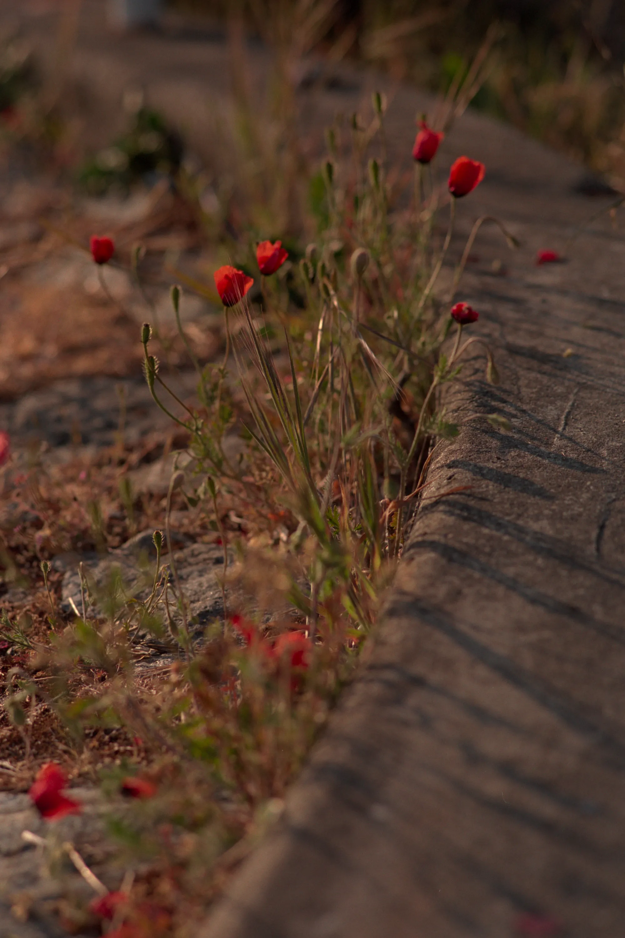 16-bit raw, converted with PPRC, straight out of each workflow — 20260520_01_32.jpg