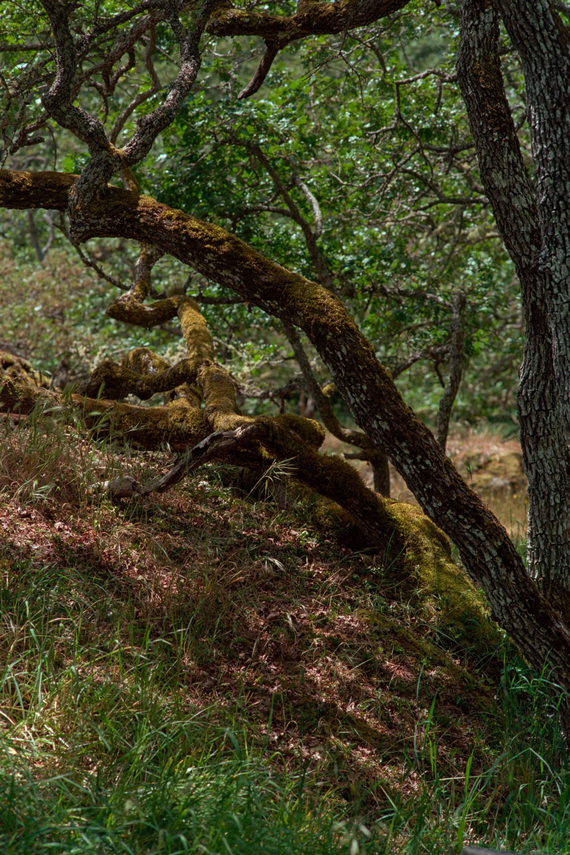 16-bit raw, converted with PPRC, auto-adjusted in Lightroom Classic — 20260520_01_34.jpg