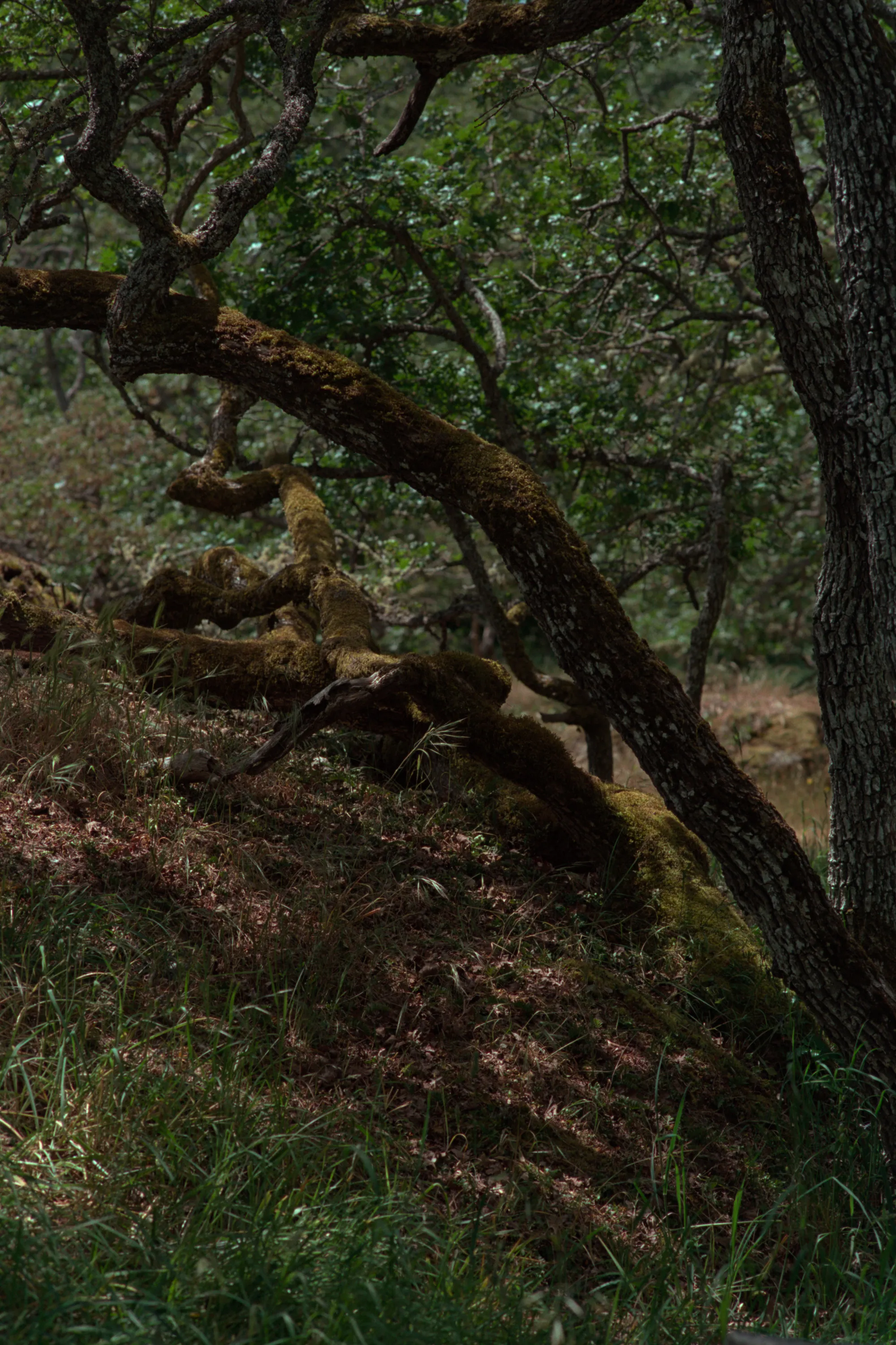 16-bit raw, converted with PPRC, straight out of each workflow — 20260520_01_34.jpg